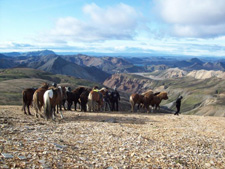 Iceland-Iceland Shorts-Sheep Round-Up on Horseback